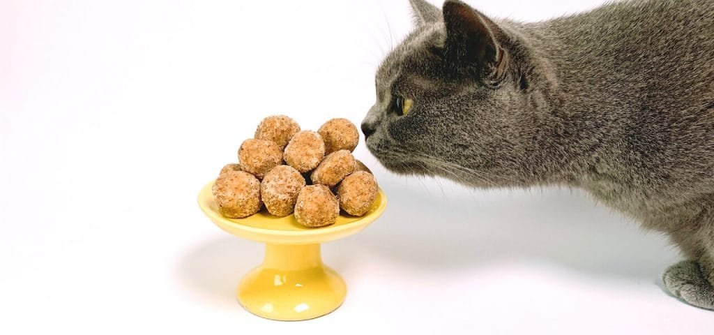Alimentos que tu gato no debe comer