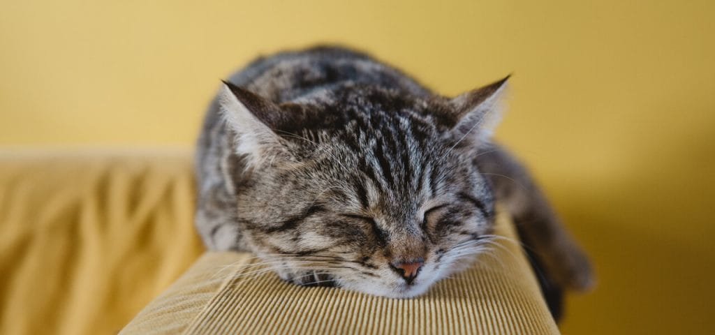 cuando debo desparasitar a mi gato