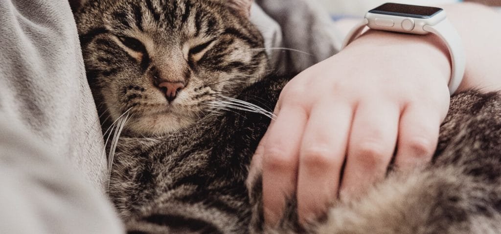 gatos en el embarazo y la maternidad
