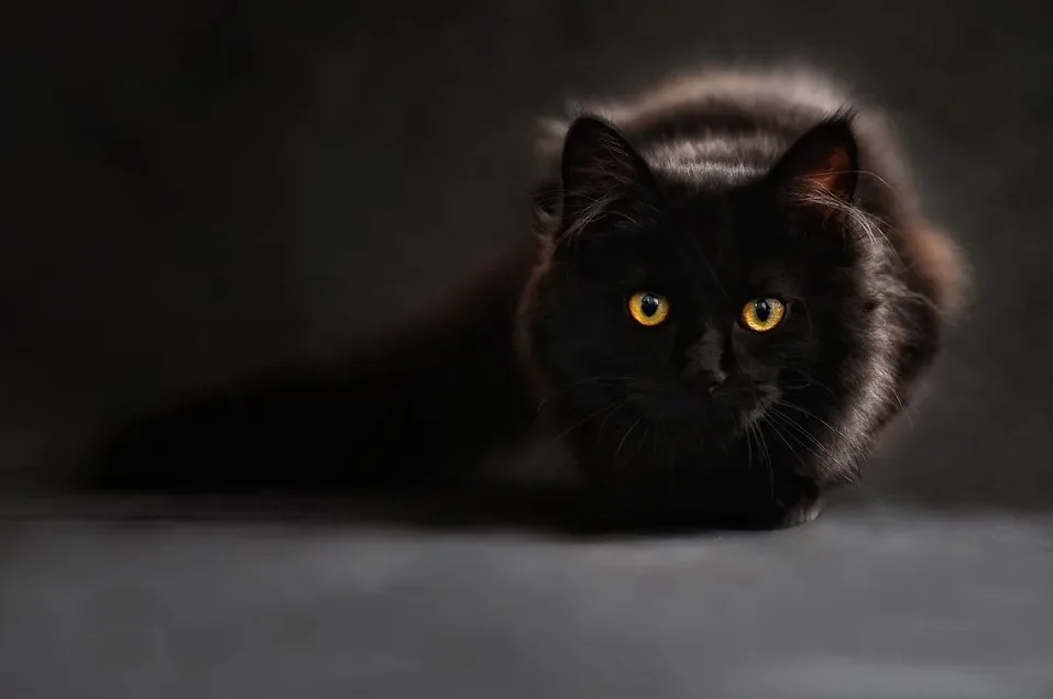 Tu gato te mira si algo le llama la atención
