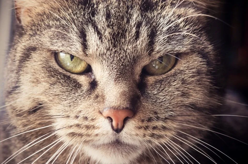 Tu gato te mira si intenta desafiarte