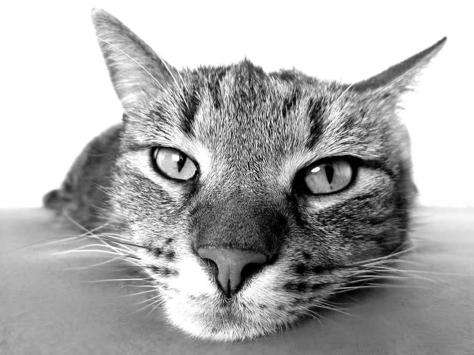 Tu gato te observa con cariño