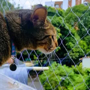 Multifilament cat nets in Medellín