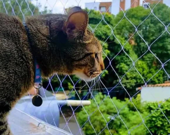 Multifilament cat nets in Medellín