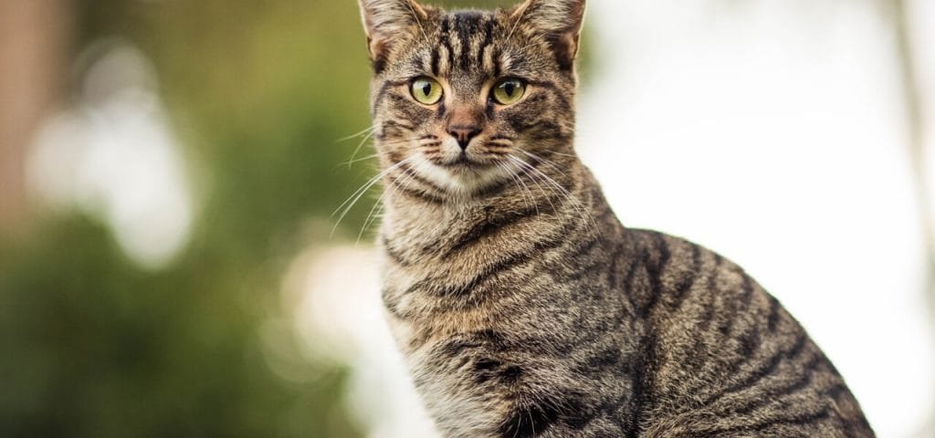 por qué a los gatos les gustan los lugares altos