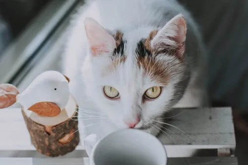 Tu gato te mira si le falta algo