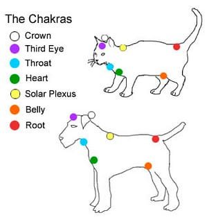 Chakras de gatos y perros