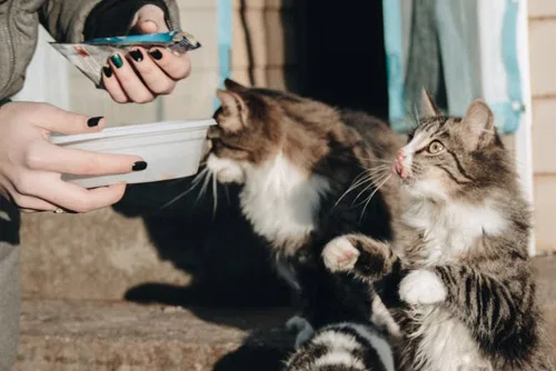 comida de gato adulto a mi gato bebé