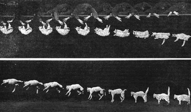 cómo caen los gatos