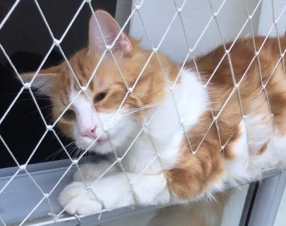 Malla para gato blanca multifilamento