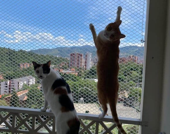 La instalación de mallas en los balcones hace parte del derecho a convivir  con animales de compañía