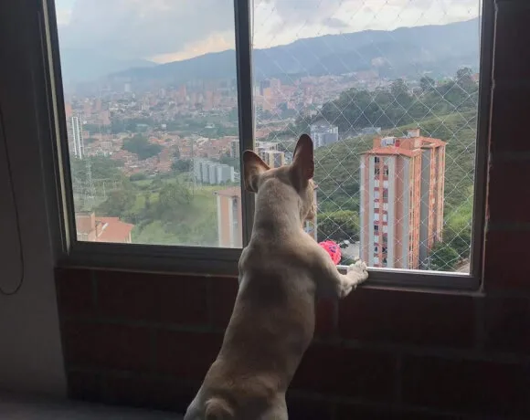 malla de seguridad para perros