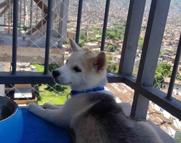 La instalación de mallas en los balcones hace parte del derecho a convivir  con animales de compañía