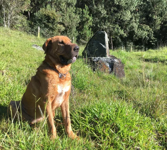 yoko, la mascota de mallas y mascotas