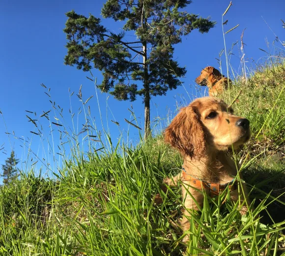 nets and pets in nature