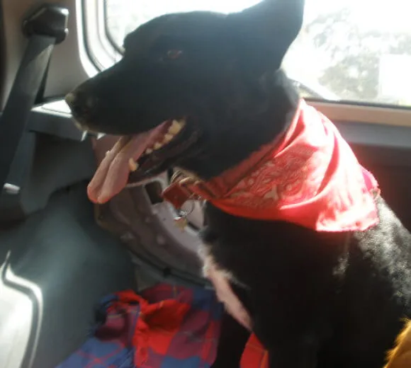 Holistic medicine for pets