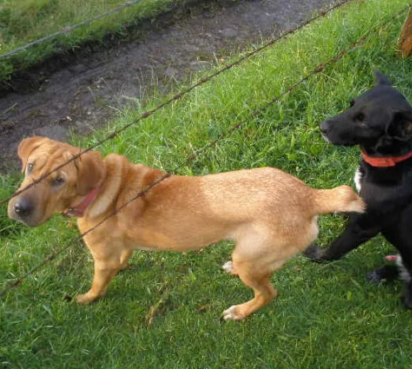 paseo de perros por el bosque