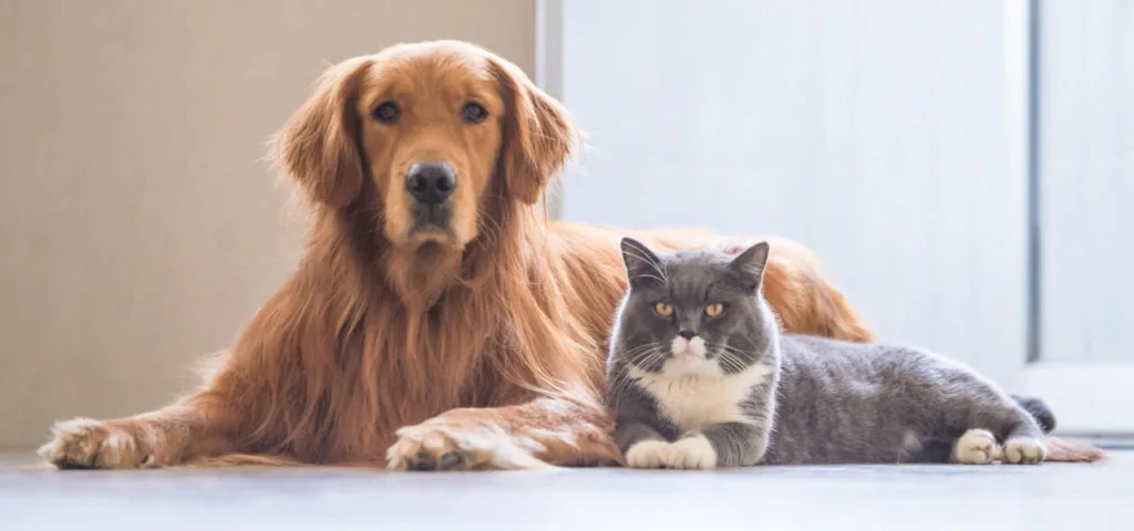 tips para tener una mascota en casa