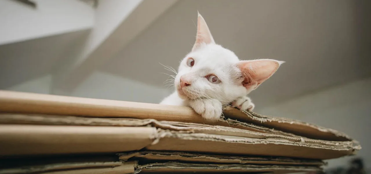 Cómo mudarse de casa con un gato