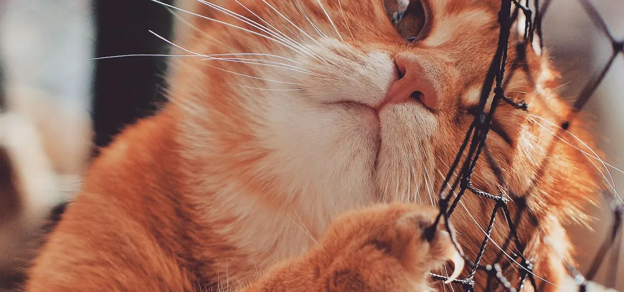 El secreto de los rascadores de gatos