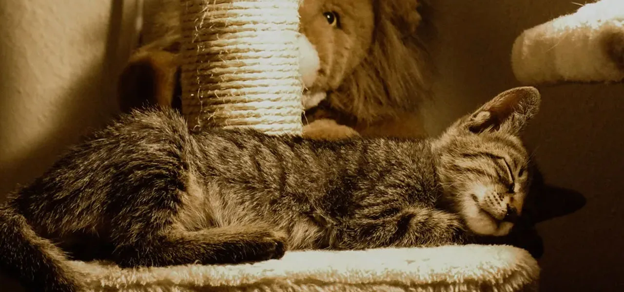Importancia de los rascadores para gatos