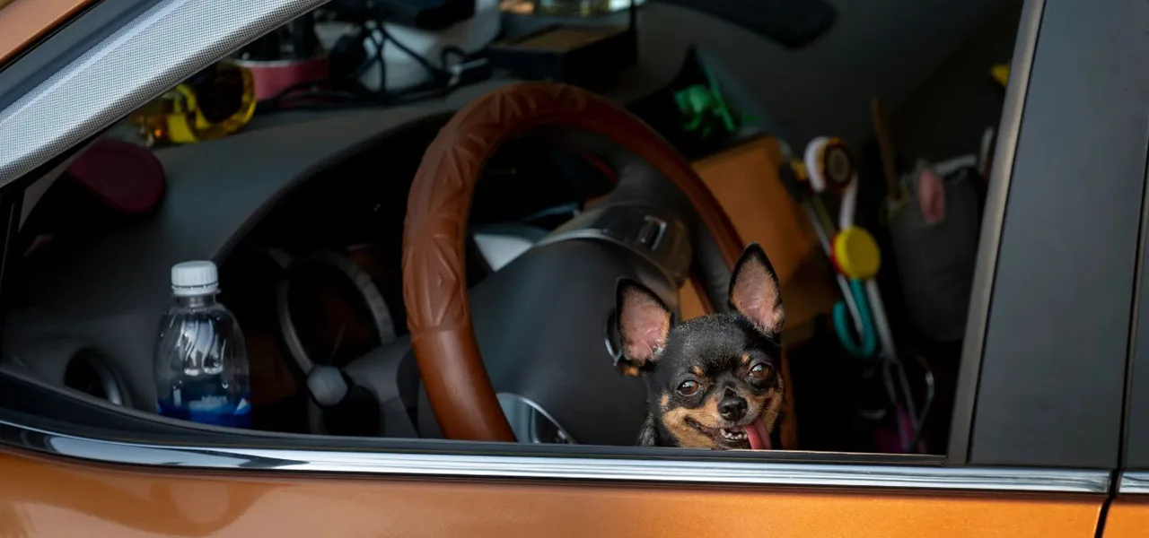 ¿Cómo mudarse si tienes gato o perro? 1