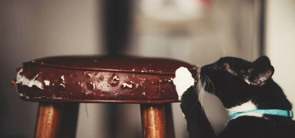 Para qué sirve el rascador de gatos