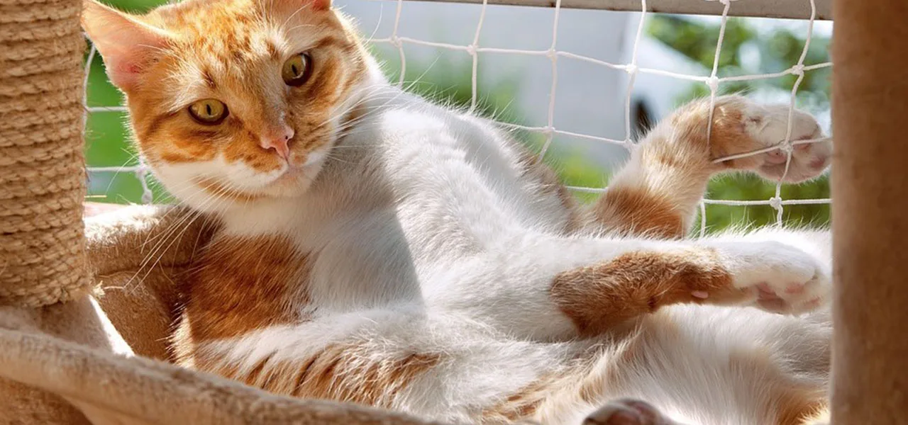 Mejoras para la seguridad de tu mascota