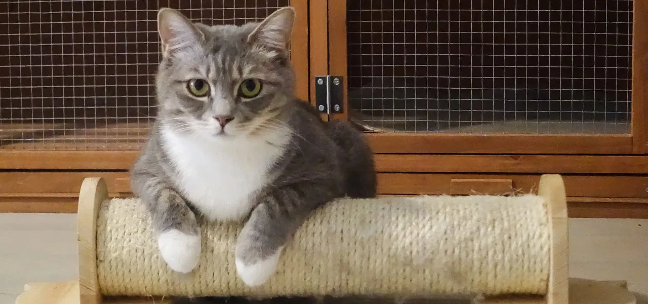 rascador casero para gatos