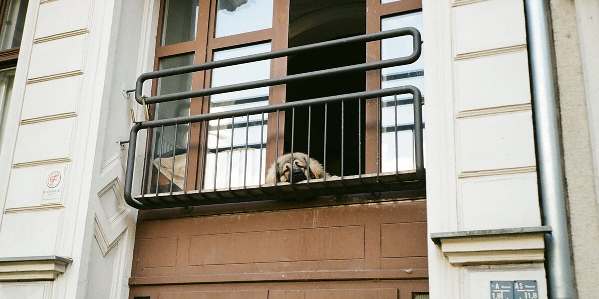 5 ideas de espacios para perros en el balcón de tu casa 1