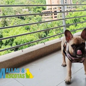 Cómo mantener tu perro seguro si tienes balcón en casa