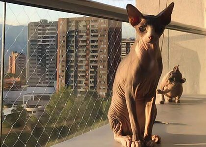 Mallas y Mascotas - Mallas para gatos y perros en Medellín 5
