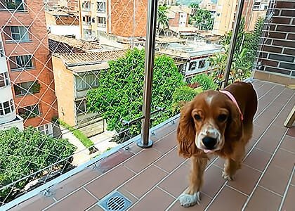 Valla para perros - Blog Malla Ràpid