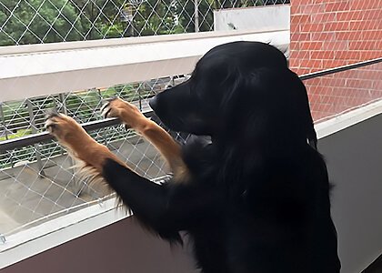 Mallas y Mascotas - Safety nets for cats and dogs in Medellín 8