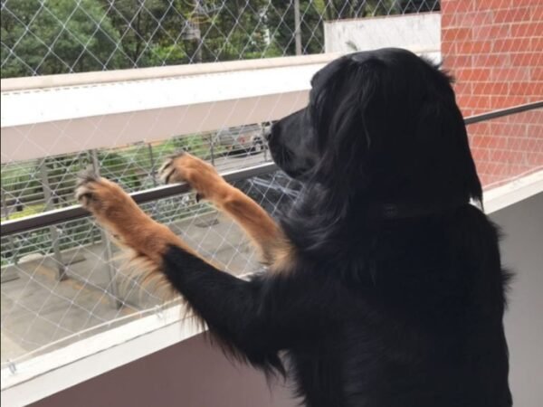 malla de seguridad perro en el balcón