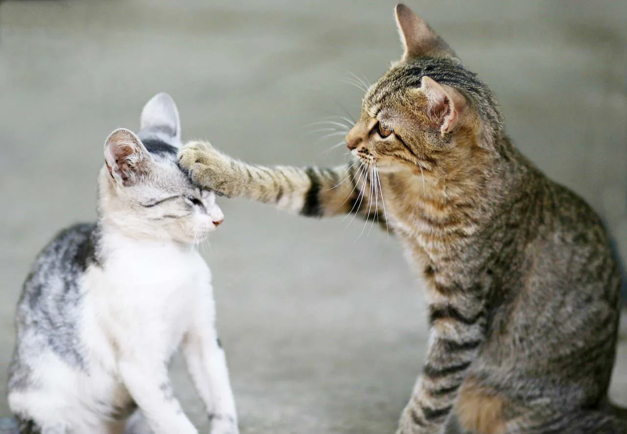 5 tipos de personalidad de los gatos