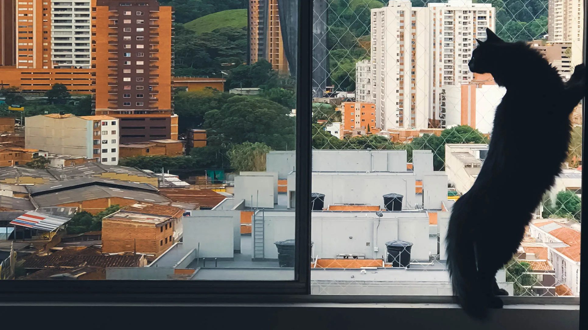 sabes por qué los gatos miran por la ventana