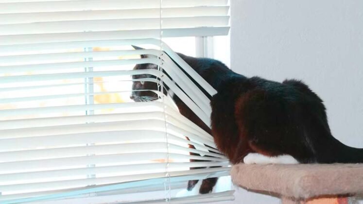 por que los gatos miran por la ventana