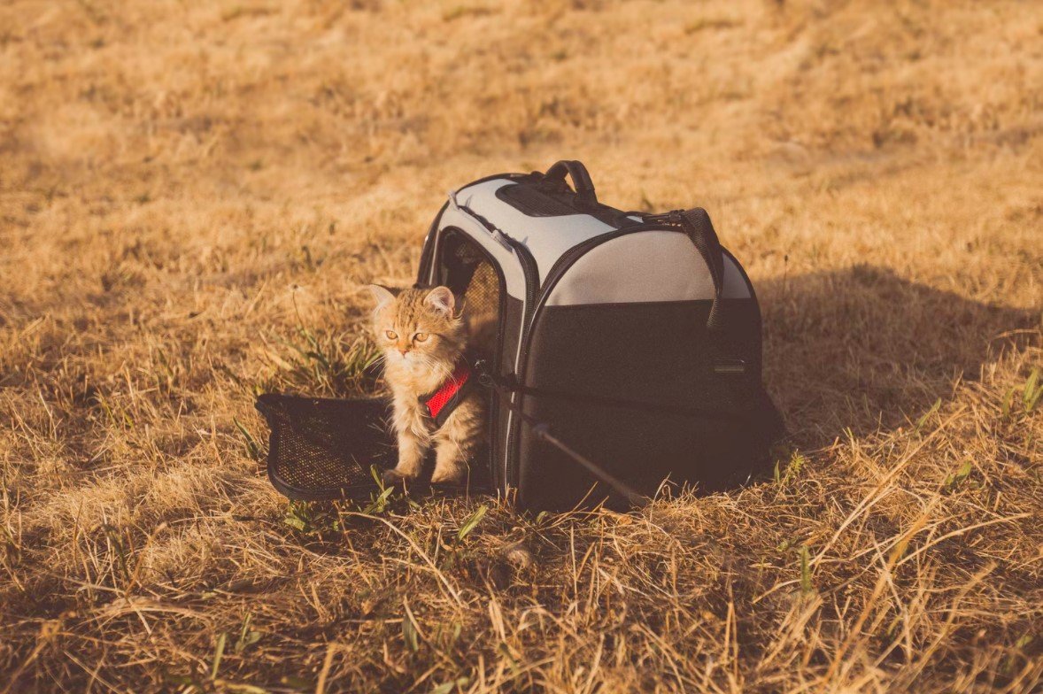 Cómo viajar con un gato en un guacal