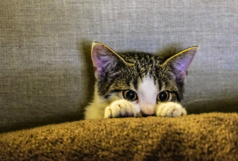 gato que no le gustan los ruidos