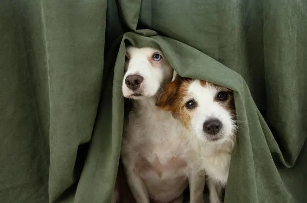 Perros escondidos de ruidos fuertes