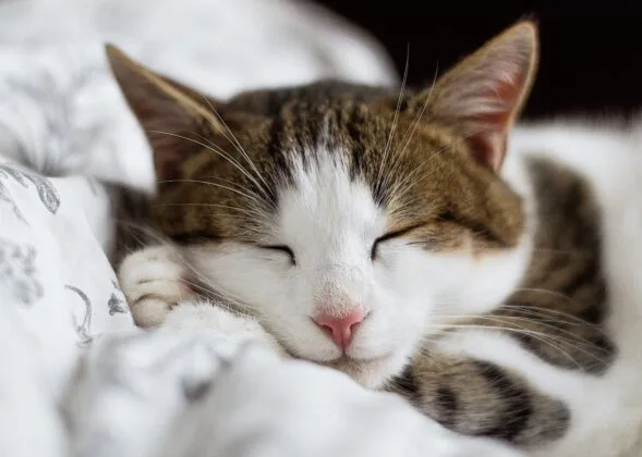 gato-duerme