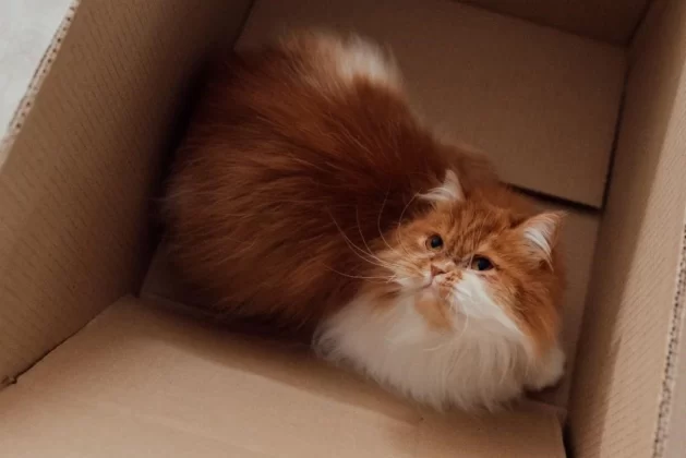 gatos-y-cajas-de-carton