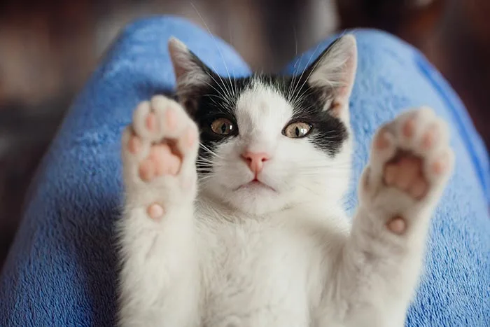 gato-blanco-mallas-y-mascotas