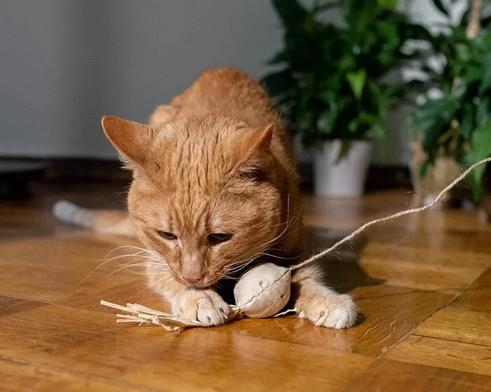 gato-juega-mallas-y-mascotas