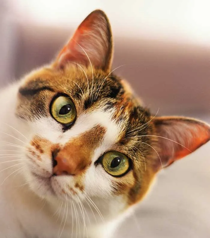 gato-mallas-y-mascotas