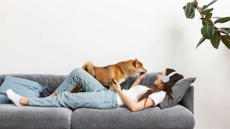 entrenamiento-perro-sofa
