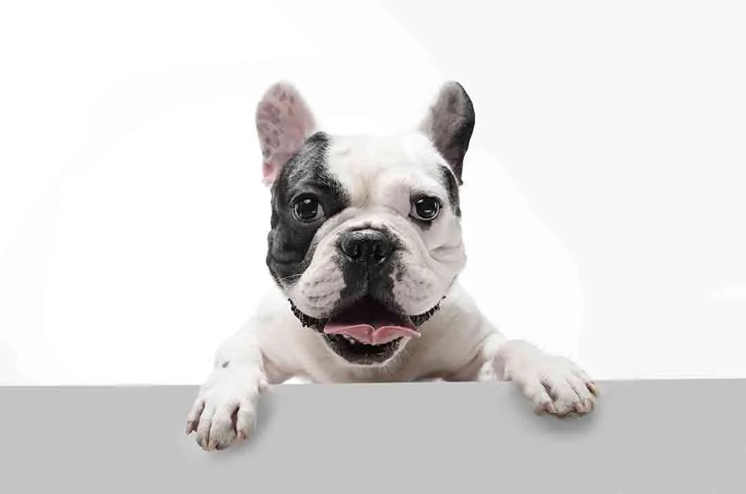 Evita accidentes con tu perro usando mallas de seguridad 1