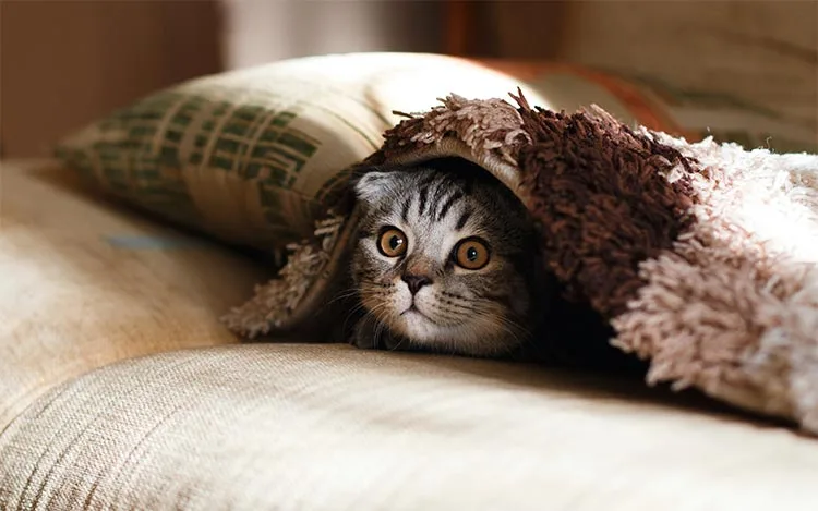 ¿Cuáles son las personalidades de los gatos? 1