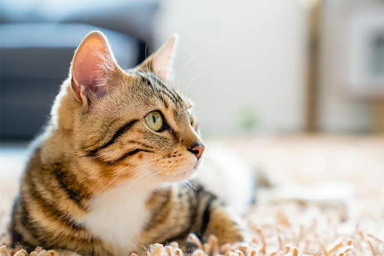 ¿Cuáles son las personalidades de los gatos? 2